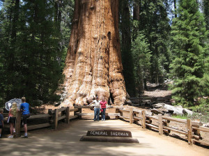 huge tree in California